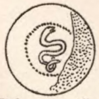 Engel 1902, Taf. IV nr 76.png